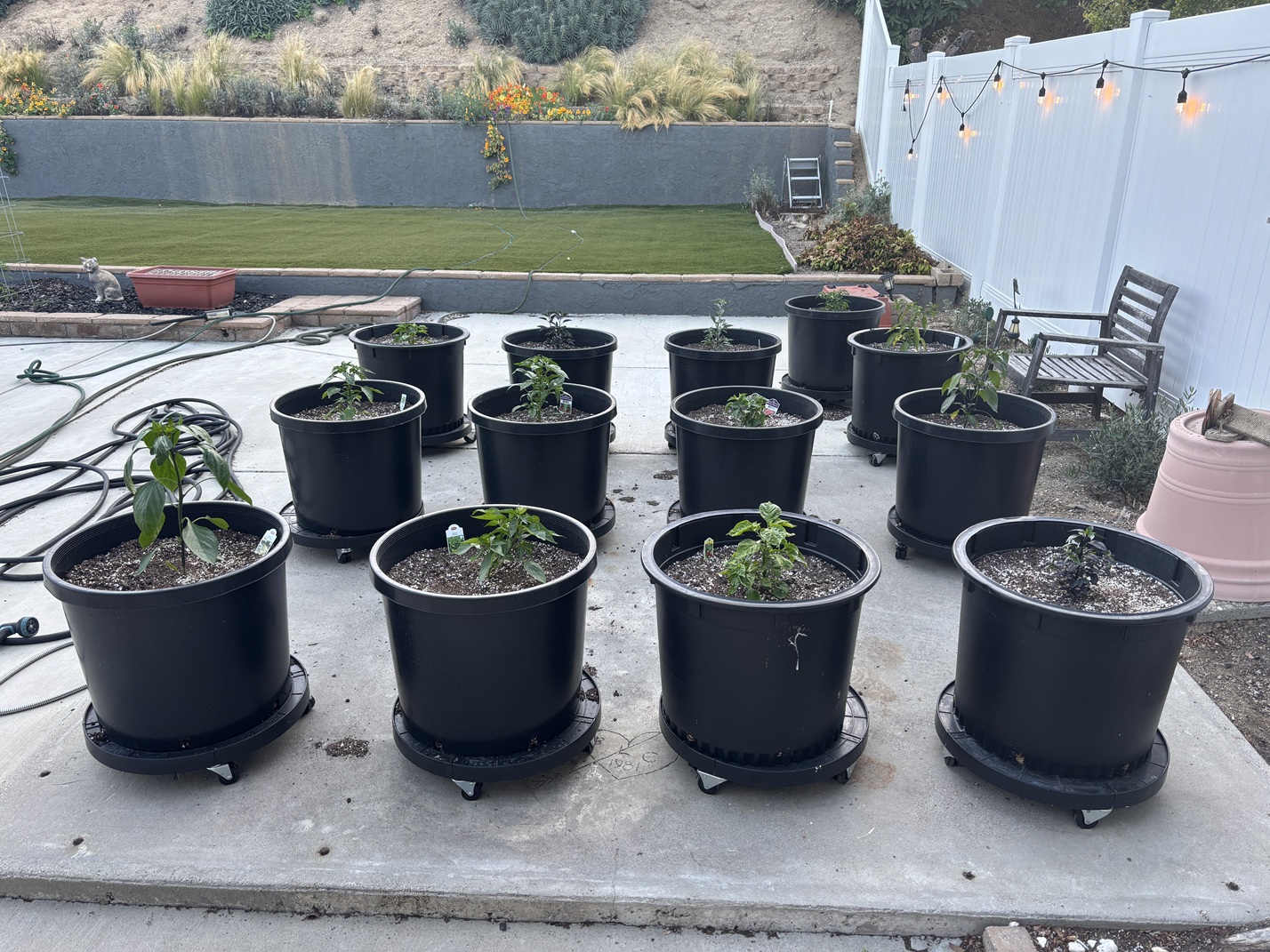 Three rows of potted pepper plants sitting in a yard.